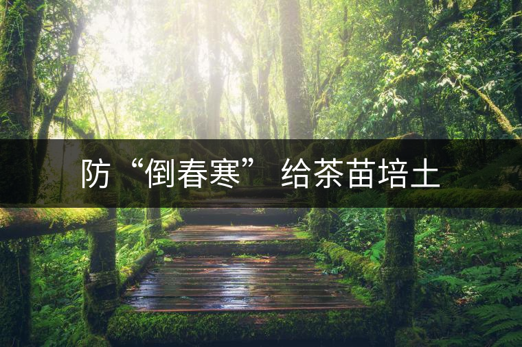 防“倒春寒” 給茶苗培土 防“倒春寒” 給茶苗培土