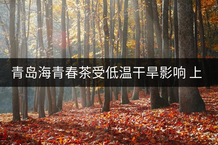 青島海青春茶受低溫干旱影響 上市時間晚半個月 青島海青春茶受低溫干旱影響 上市時間晚半個月