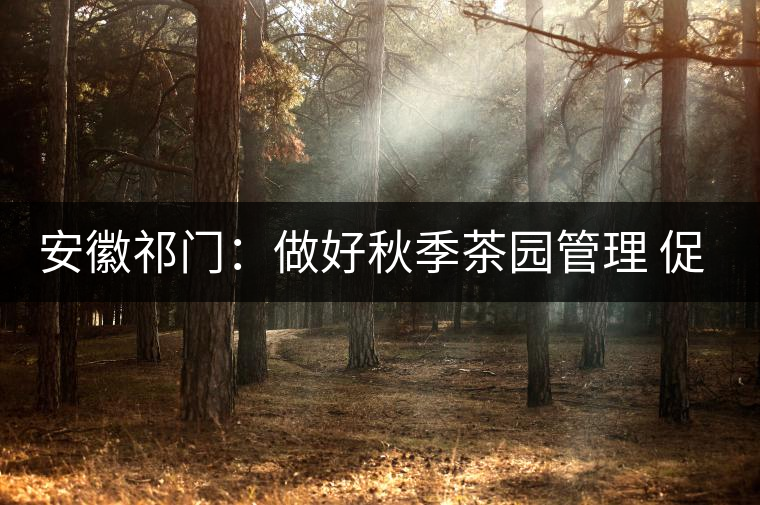 安徽祁門:做好秋季茶園管理 促升來年茶葉品質(zhì) 安徽祁門:做好秋季茶園管理 促升來年茶葉品質(zhì)
