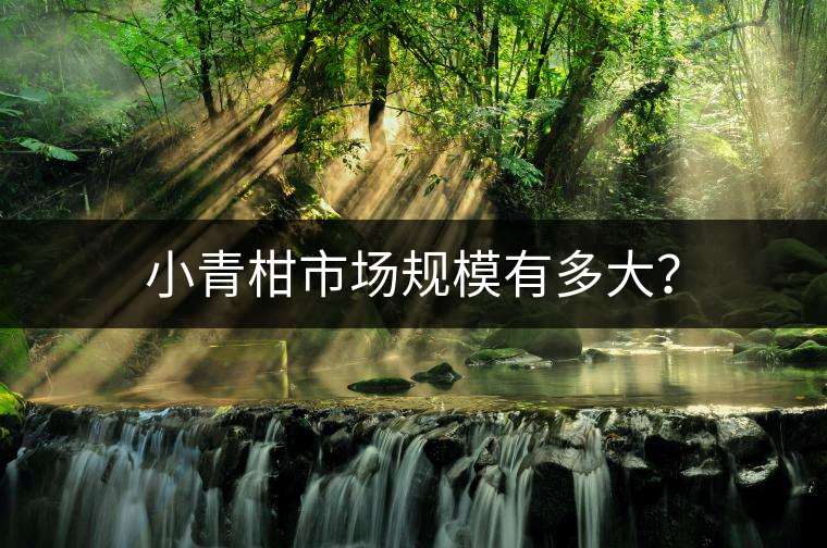 小青柑市場(chǎng)規(guī)模有多大？