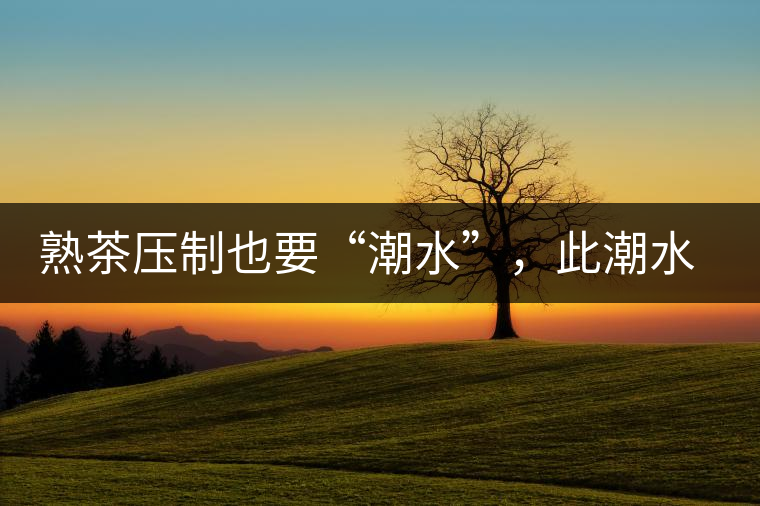 熟茶壓制也要“潮水”，此潮水的目的是什么？