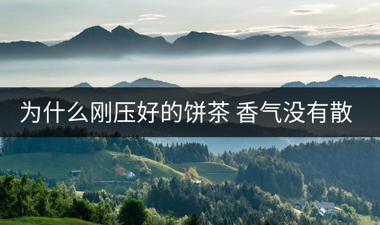 為什么剛壓好的餅茶 香氣沒有散茶好？