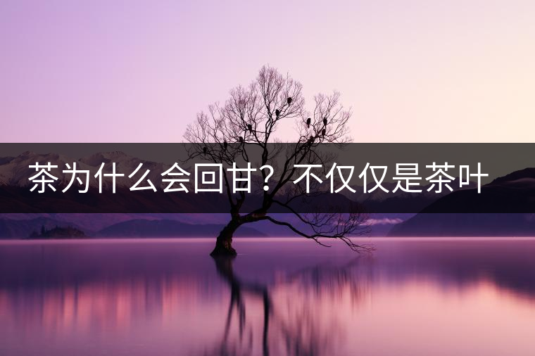 茶為什么會(huì)回甘？不僅僅是茶葉中含糖那么簡(jiǎn)單