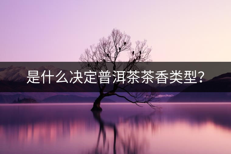 是什么決定普洱茶茶香類型？