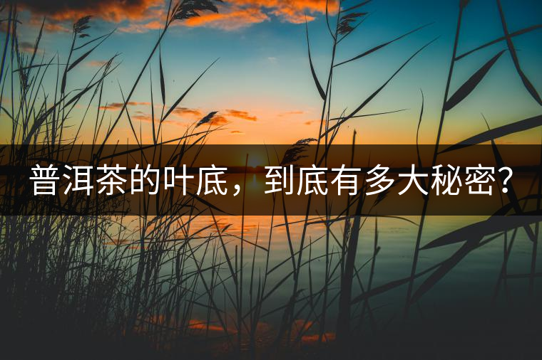 普洱茶的葉底，到底有多大秘密？