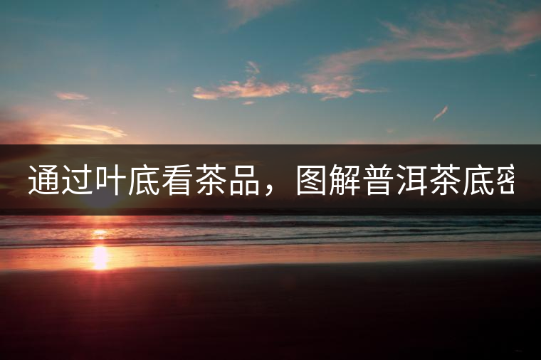 通過葉底看茶品，圖解普洱茶底密碼！