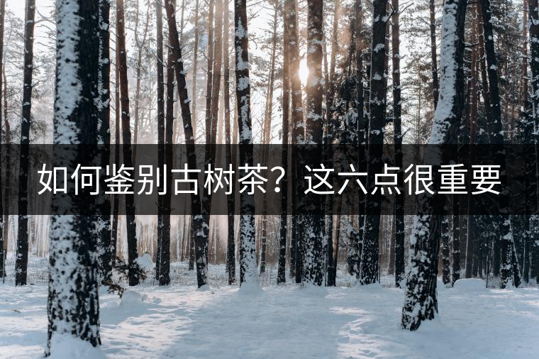如何鑒別古樹茶？這六點(diǎn)很重要