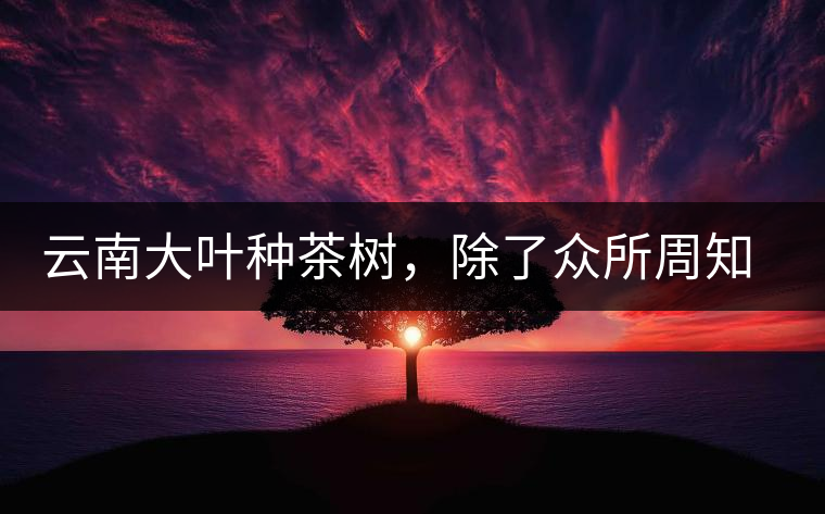 云南大葉種茶樹，除了眾所周知的“勐庫種”“勐海種”以外，還有那些品質(zhì)獨(dú)特的品種呢