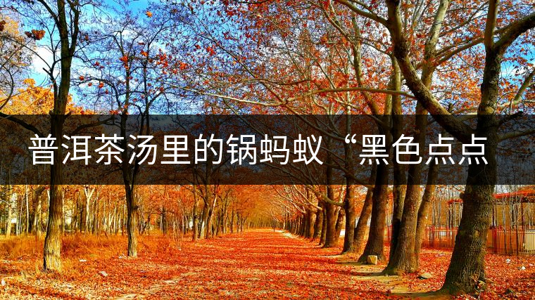 普洱茶湯里的鍋螞蟻“黑色點(diǎn)點(diǎn)”要如何處理，如何預(yù)防？