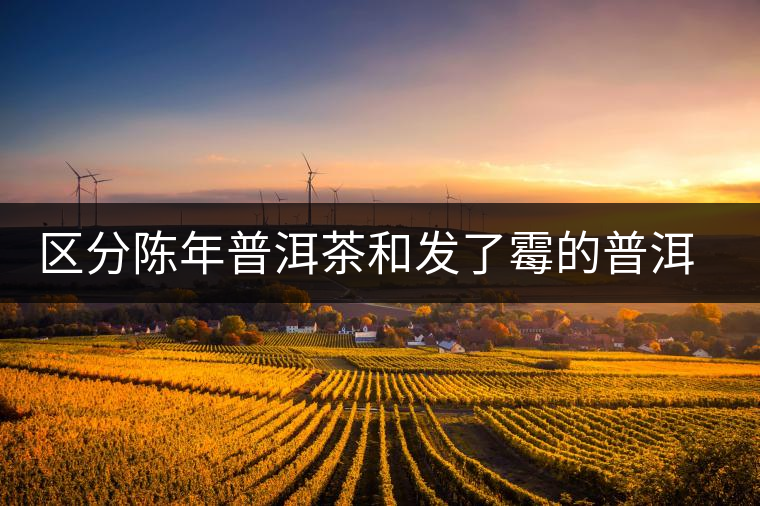 區(qū)分陳年普洱茶和發(fā)了霉的普洱有什么不同？