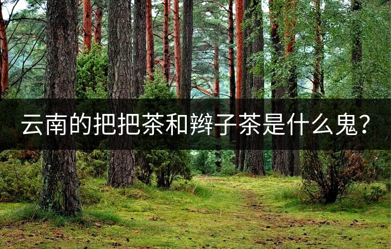 云南的把把茶和辮子茶是什么鬼？