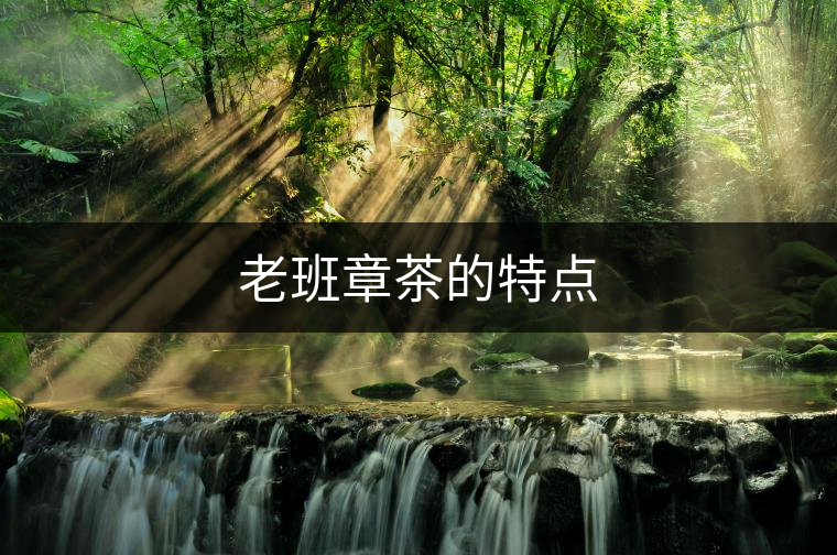 老班章茶的特點 老班章茶的特點