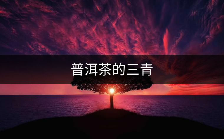 普洱茶的三青 普洱茶的三青