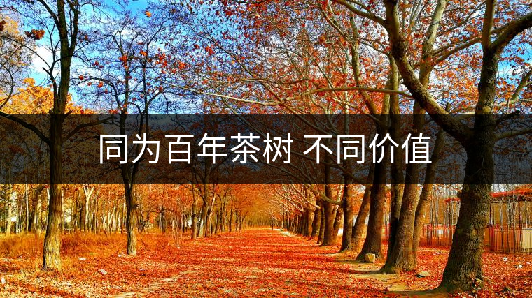 同為百年茶樹(shù) 不同價(jià)值 同為百年茶樹(shù) 不同價(jià)值