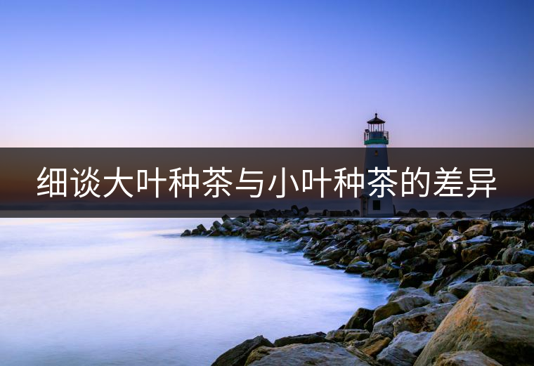細(xì)談大葉種茶與小葉種茶的差異
