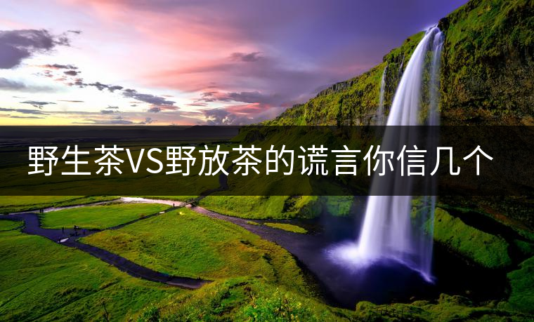 野生茶VS野放茶的謊言你信幾個？