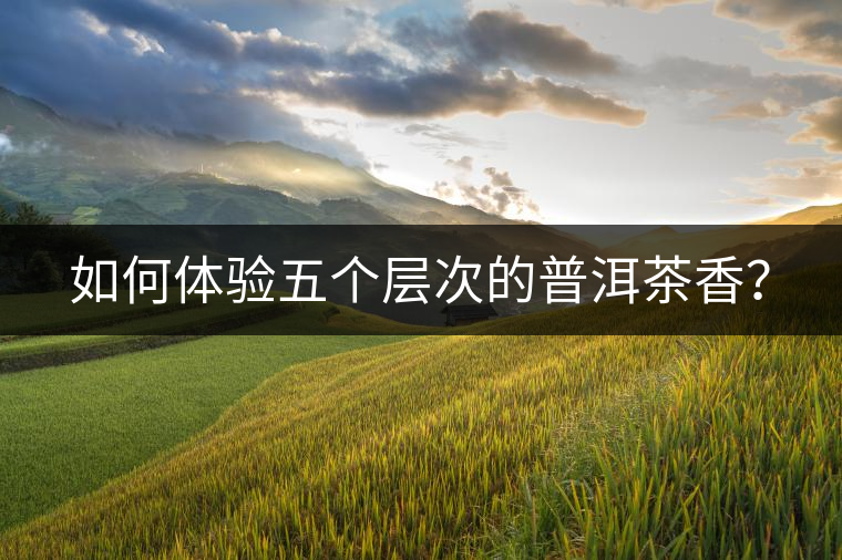 如何體驗五個層次的普洱茶香？