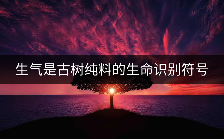 生氣是古樹(shù)純料的生命識(shí)別符號(hào) 生氣是古樹(shù)純料的生命識(shí)別符號(hào)