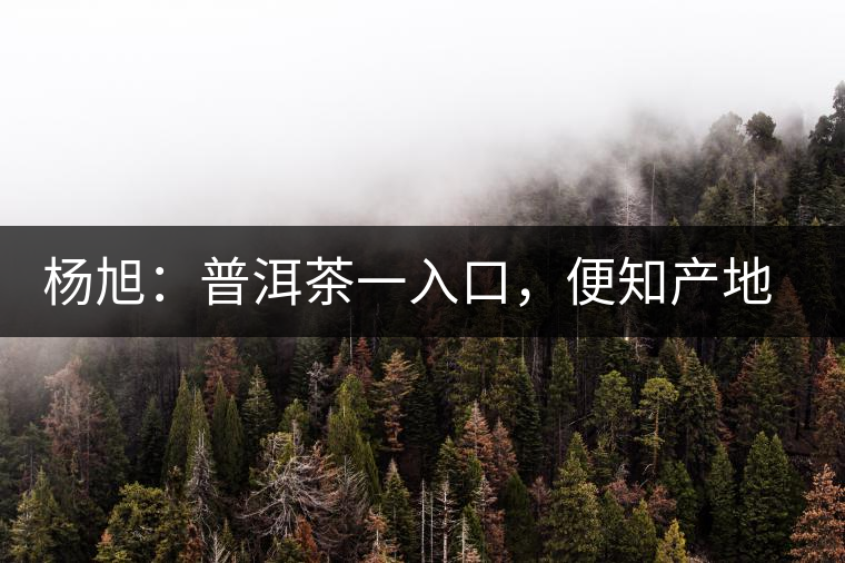 楊旭：普洱茶一入口，便知產(chǎn)地和年份