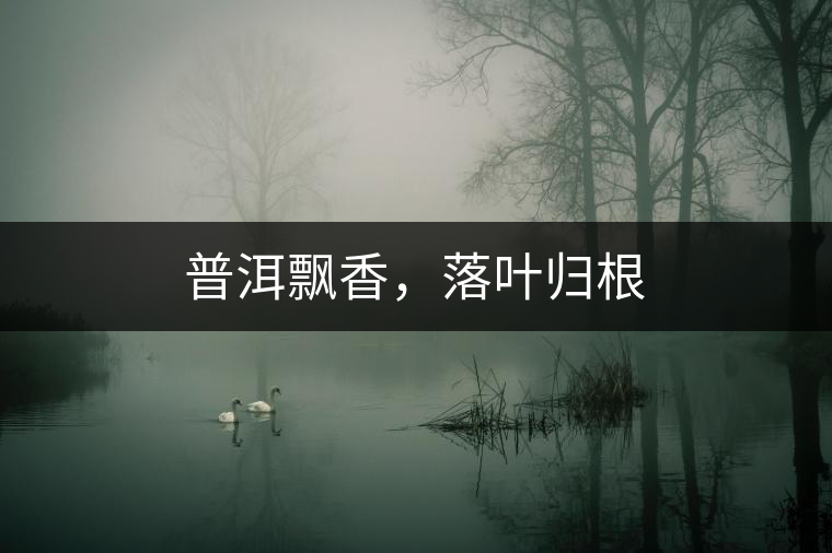 普洱飄香，落葉歸根