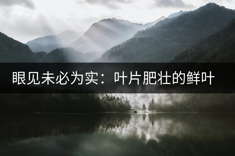 眼見(jiàn)未必為實(shí)：葉片肥壯的鮮葉品質(zhì)一定格外優(yōu)異？