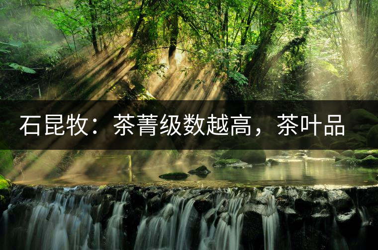 石昆牧：茶菁級數(shù)越高，茶葉品質(zhì)就越好？