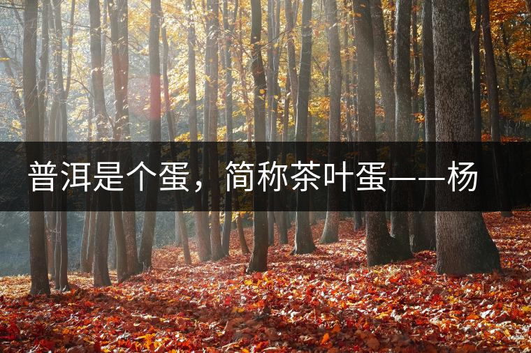 普洱是個(gè)蛋，簡(jiǎn)稱茶葉蛋——楊鎮(zhèn)瑜訪談錄