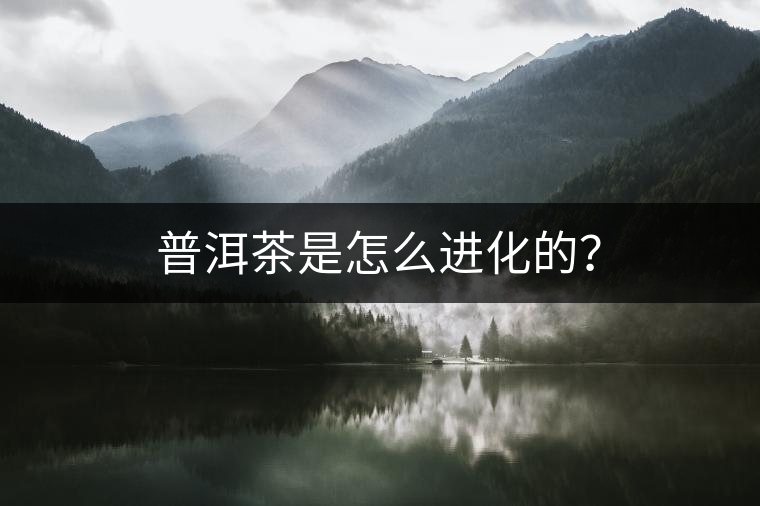 普洱茶是怎么進化的？