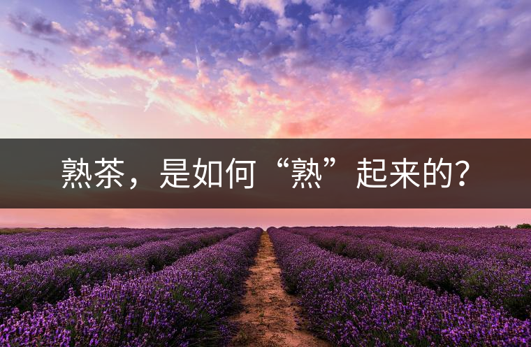 熟茶，是如何“熟”起來的？