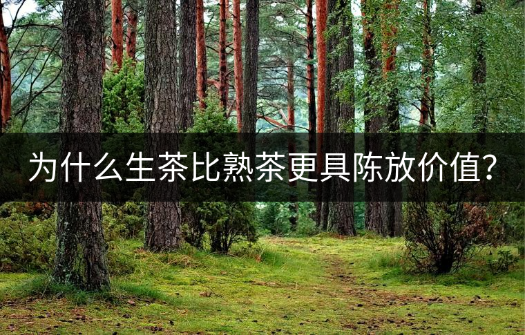 為什么生茶比熟茶更具陳放價值？