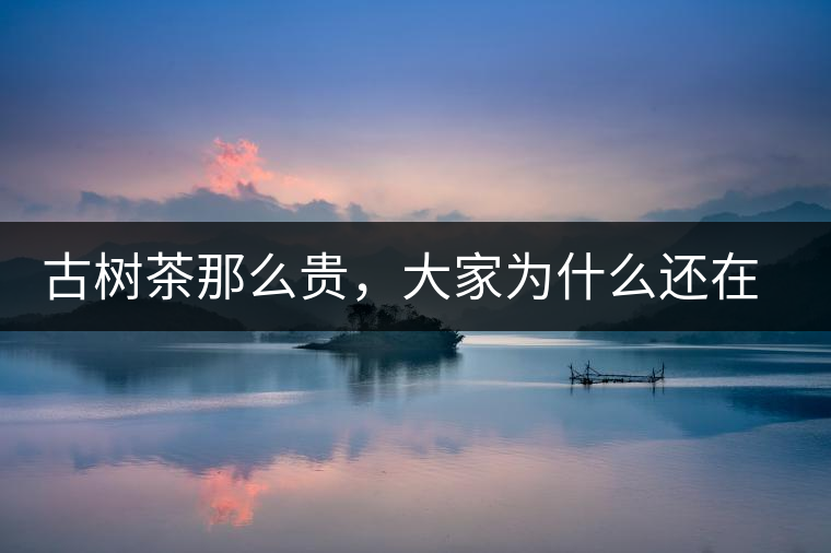 古樹茶那么貴，大家為什么還在瘋狂追求？