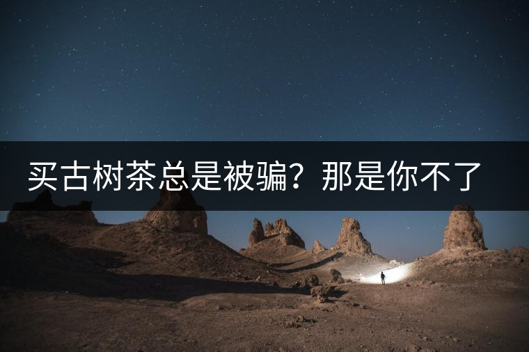 買古樹茶總是被騙？那是你不了解古樹茶的十大真相