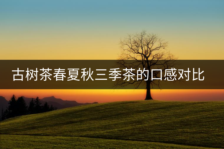 古樹(shù)茶春夏秋三季茶的口感對(duì)比，尤其是回甘方面有什么不同？