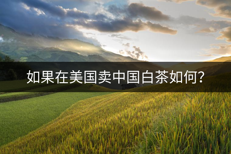 如果在美國賣中國白茶如何？