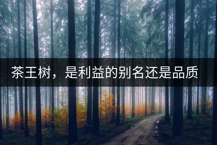 茶王樹(shù)，是利益的別名還是品質(zhì)的象征？