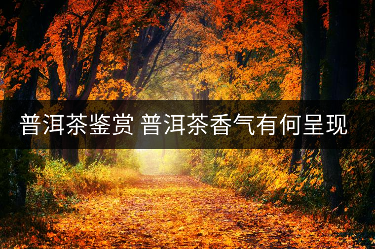 普洱茶鑒賞 普洱茶香氣有何呈現(xiàn)？