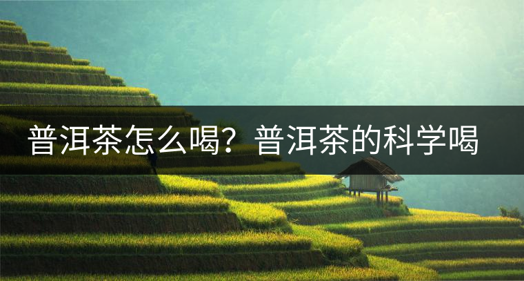 普洱茶怎么喝？普洱茶的科學(xué)喝法
