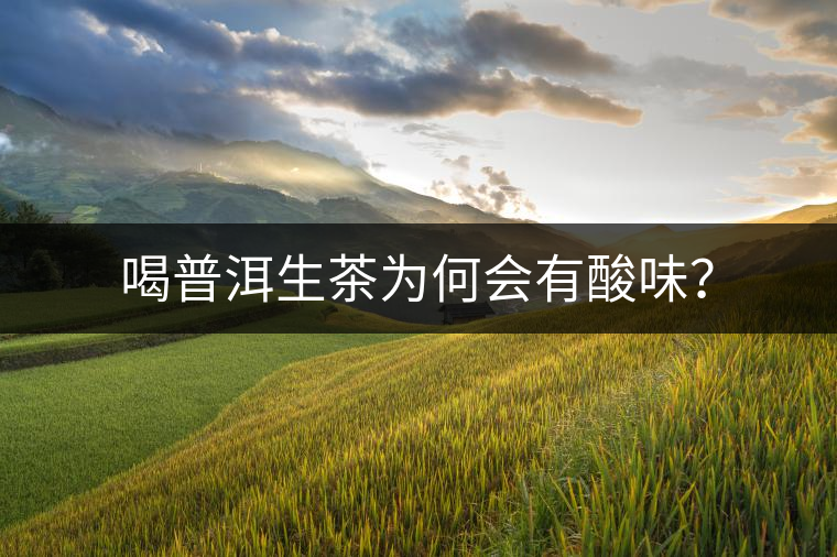 喝普洱生茶為何會有酸味？