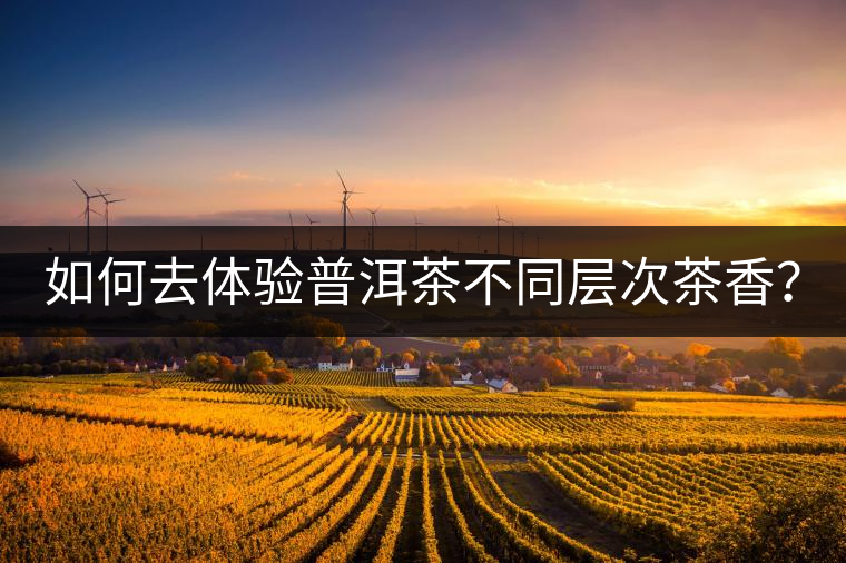 如何去體驗普洱茶不同層次茶香？