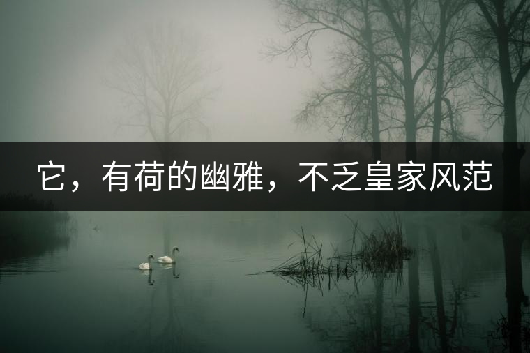 它，有荷的幽雅，不乏皇家風(fēng)范