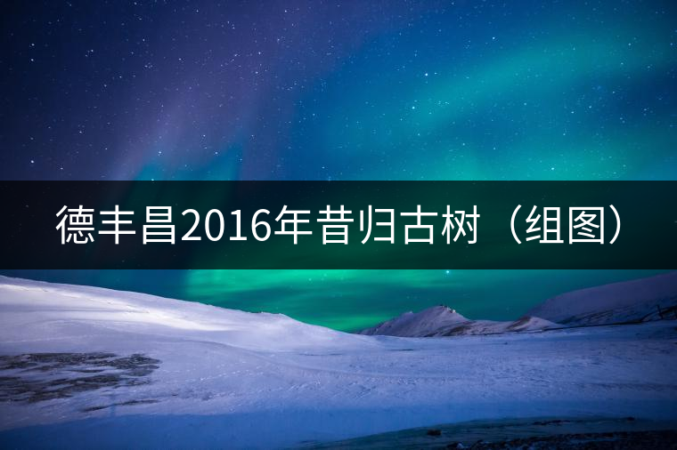 德豐昌2016年昔歸古樹(組圖) 德豐昌2016年昔歸古樹(組圖)