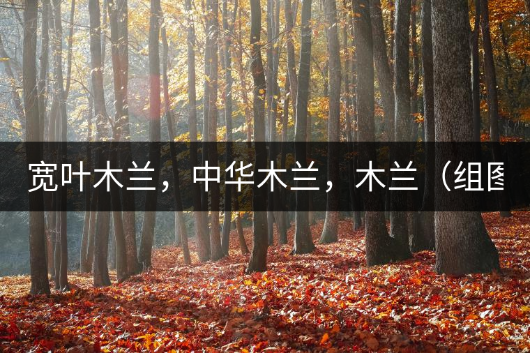 寬葉木蘭，中華木蘭，木蘭（組圖）