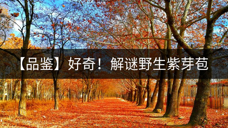 【品鑒】好奇！解謎野生紫芽苞的口感