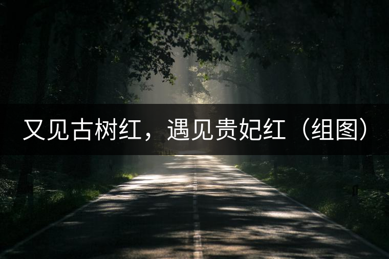 又見古樹紅，遇見貴妃紅（組圖）