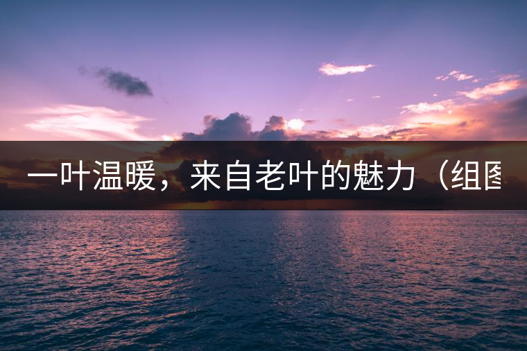 一葉溫暖，來自老葉的魅力（組圖）