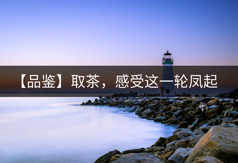 【品鑒】取茶，感受這一輪鳳起古茶的魅力