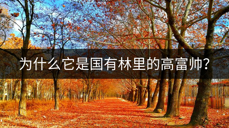 為什么它是國(guó)有林里的高富帥？
