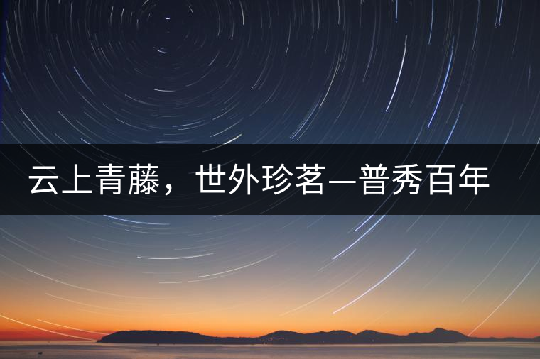 云上青藤，世外珍茗—普秀百年藤條茶即將上市