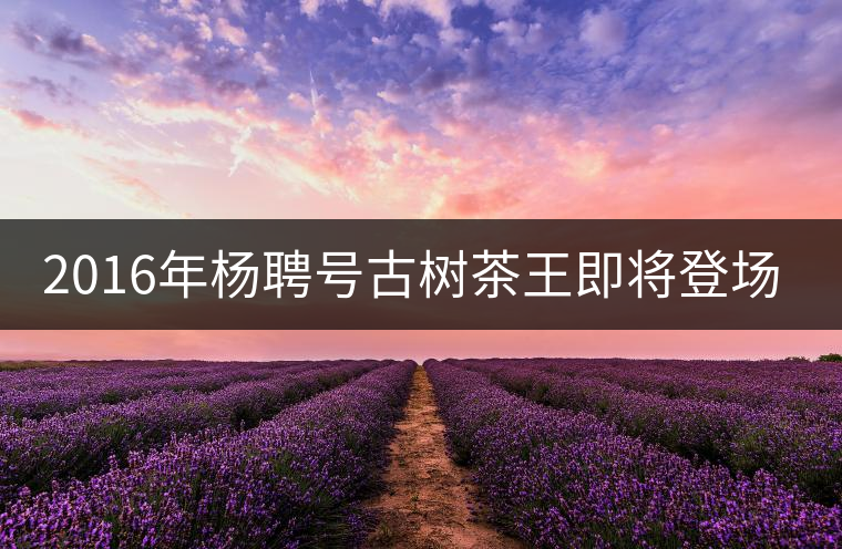 2016年楊聘號古樹茶王即將登場！