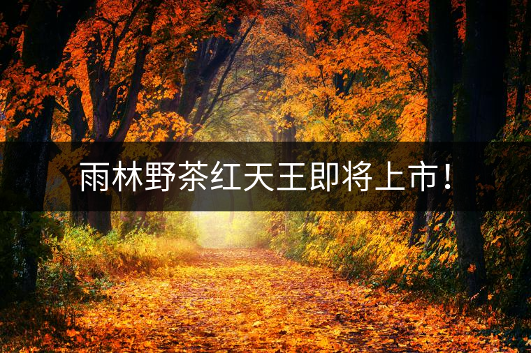 雨林野茶紅天王即將上市！